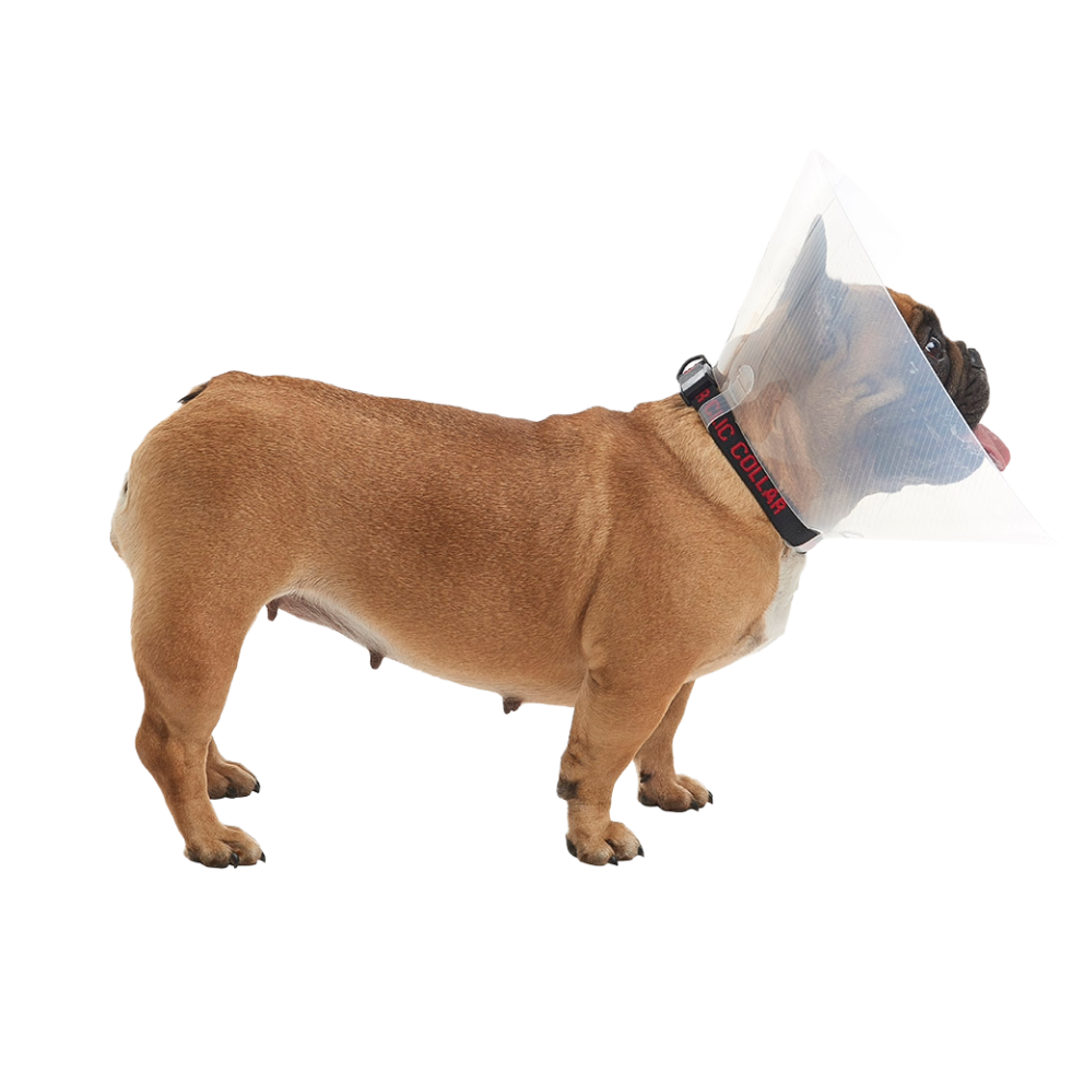 E-collar_Brachycephalic_1