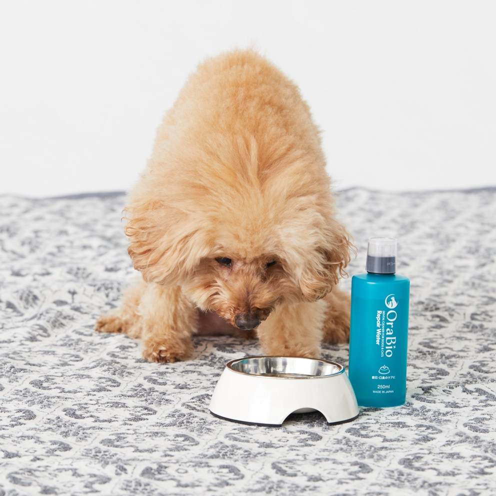 orabio_dogs_cats_repair_water_250ml_4