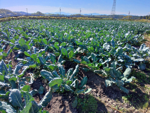 Saesa_Farm