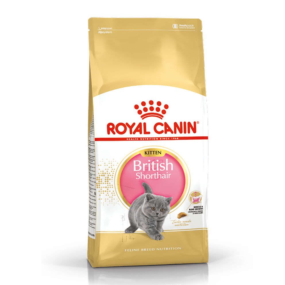 British_Sharthair_Kitten_1