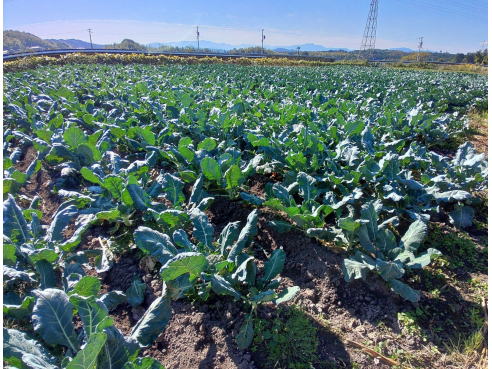 Saesa_Farm