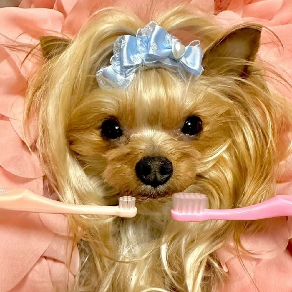 orabio_dogs_cats_rose_set_toothbrush_4