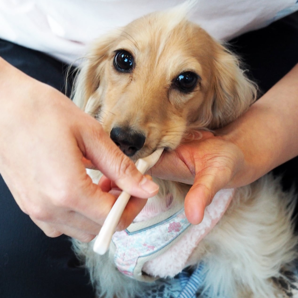 orabio_dogs_Large_Cafe_Latte_toothbrush_2