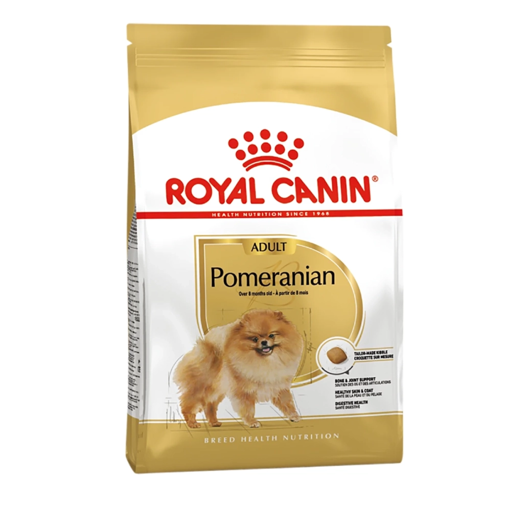 Pomeranian_Adult