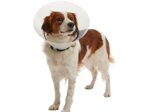 KRUUSE_buster_classic_collar_2