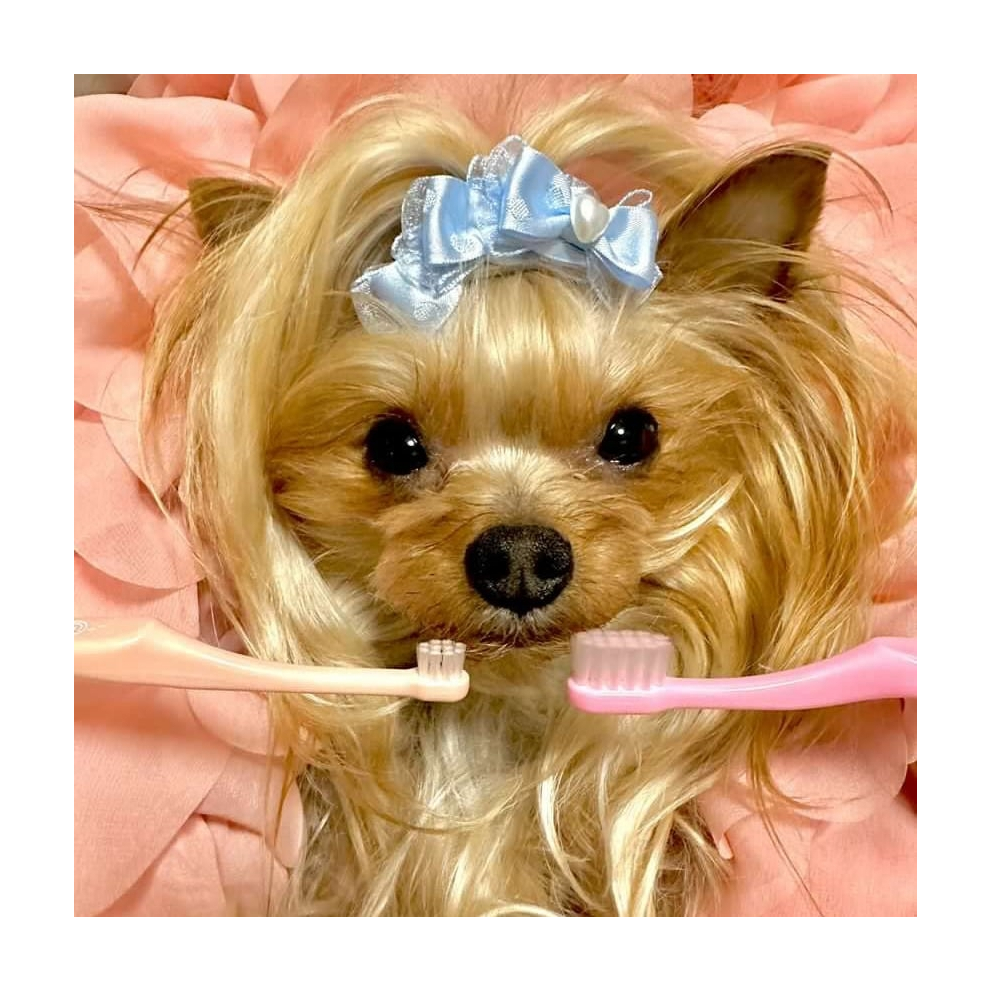 orabio_dogs_cats_rose_set_toothbrush_4