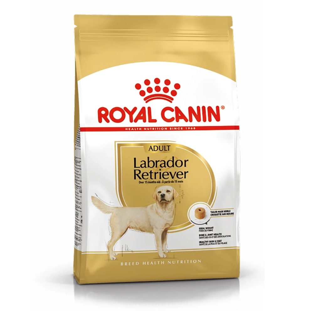 Labrador_Retriever_Adult