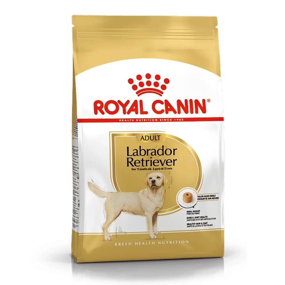 Labrador_Retriever_Adult