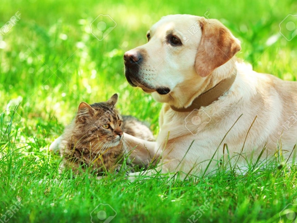 Self Photos / Files - img-editor-dummy-4